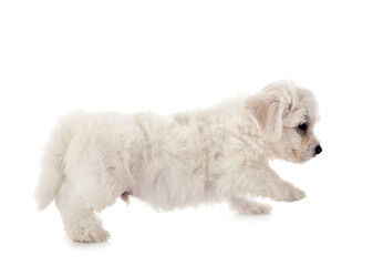 Bichon Frise in studio