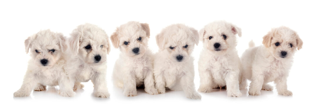 Bichons Frise in studio