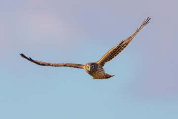 Hen Harrier Raptor Grouse Moor Persecution