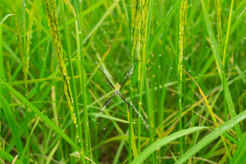 Fototapeta na wymiar A spider is manipulating in a rice field.