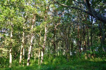 Fototapeta premium Sunny pine trees in the forest