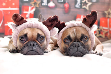 Two cute French Bulldog dogs dressed as reindeers lying on floor in front of Christmas background
