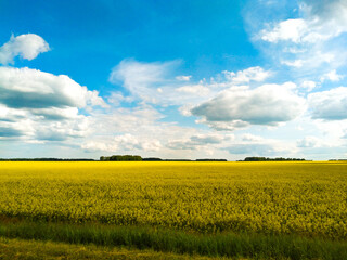 field and sky