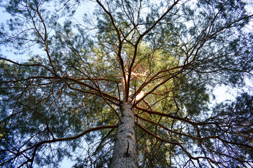 Bottom view of a large spreading pine