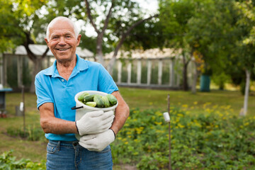 Happy elderly man farmer with bucket of cucumbers in the garden. High quality photo