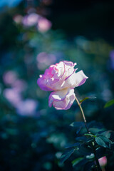 薔薇（プリンセスドゥモナコ）