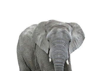 Elephant, grey, head isolated on white background.