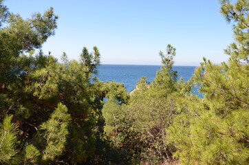 Fototapeta na wymiar pine tree on the coast of island