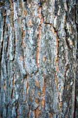 Oak bark texture