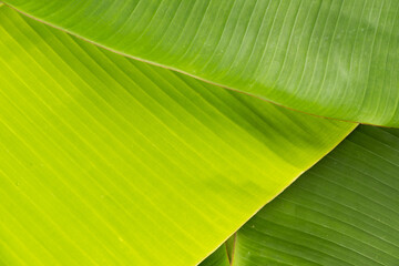 Tropical natural green banana leaves foliage for background element design
