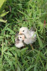 two chicks in the garden
