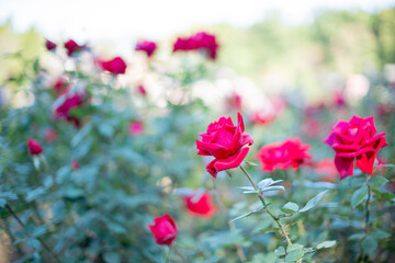 薔薇（品種：アメリカーナ）