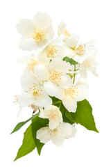 Fototapeta premium Bouquet of Jasmine isolated on the white background