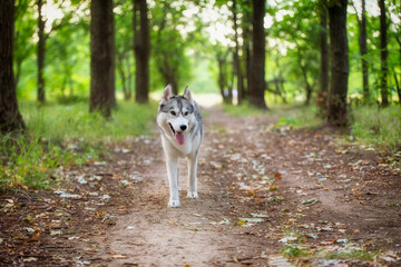 A young Siberian Husky female is walking in the forest on the brown trail with leaves. She has brown eyes, grey and white fur. There are a lot of trees and green grass in the background.
