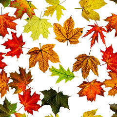 Seamless wallpaper. Autumn yellow red, orange leaf isolated on white. Colorful maple foliage. Season leaves fall background.