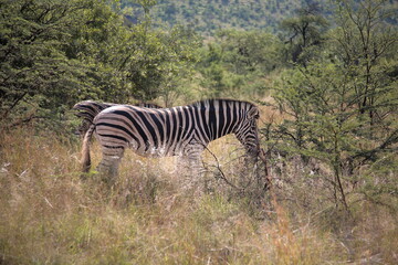 Fototapeta na wymiar Two zebras standing in the bush during Spring in Pilanesberg National Park, South Africa