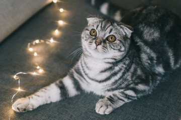 Scottish fold cat with garland on the sofa