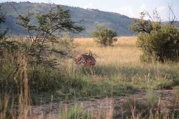 A lone male Impala antelope standing on the bushland during Spring in  Pilanesberg National Park, South Africa