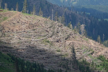 Windbruch im Eggental