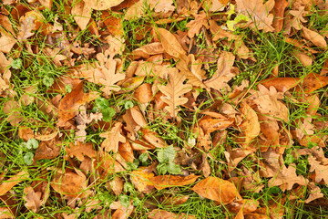 yellow leaves in autumn lie on the ground