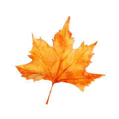 Watercolor autumn leaf isolated on white