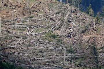 Windbruch im Eggental