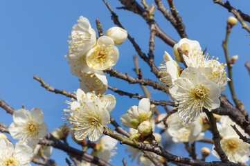 春の青空と白い梅の花