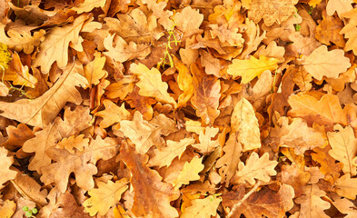 yellow leaves in autumn lie on the ground