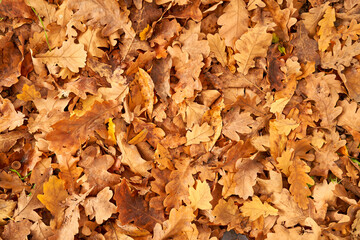 yellow leaves in autumn lie on the ground