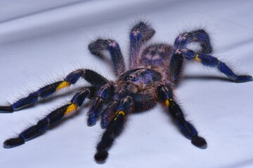 It is one of the most beautiful and outstanding species in the world of Tarantula because of the beauty of the species. This is blue all over the body. With pattern on the bottom Native to India