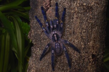 It is one of the most beautiful and outstanding species in the world of Tarantula because of the beauty of the species. This is blue all over the body. With pattern on the bottom Native to India