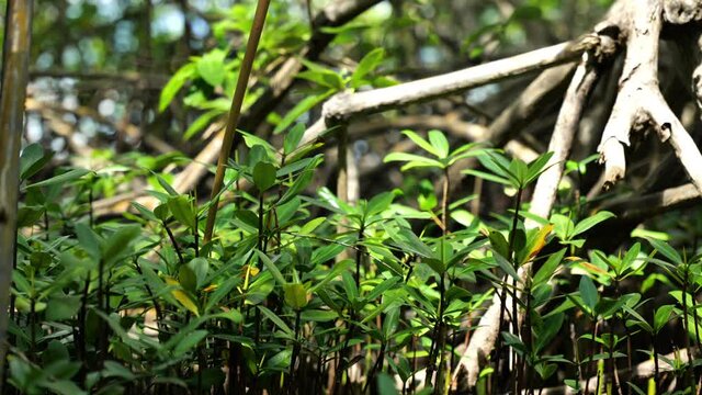 mangroves dense vegetation small trees in coastal saline Martinique tropical climate 