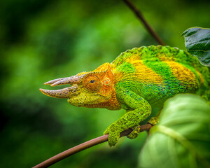 Rwenzori three-horned chameleon