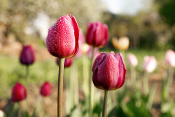 group of tulips in the morning dew background blurred