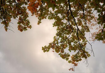 yellow leaves in autumn on tree tops