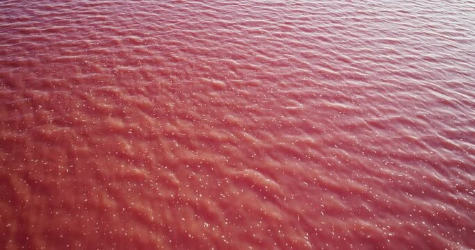 Pink saline sea with small wave / salt lake water evaporation ponds with pink plankton colour. Aerial top down wide shot at summer sunny day