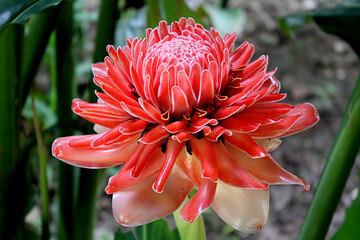 Red Torch Ginger (Etlingera elatior) bud flower, also known as Philippine wax flower, combrang,...