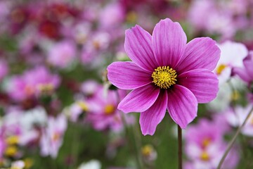 Obraz premium 한국의공원에핀코스모스입니다,