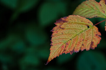 Autumn Golden Leaf over dark Green leaves background with copy space