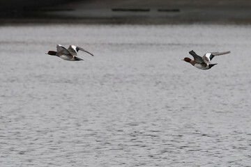 Fototapeta na wymiar duck in flight