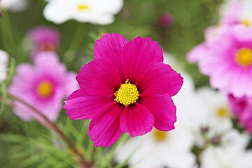 Obraz premium 한국의공원에핀코스모스입니다,