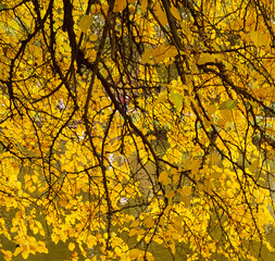 yellow leaves in autumn on tree tops