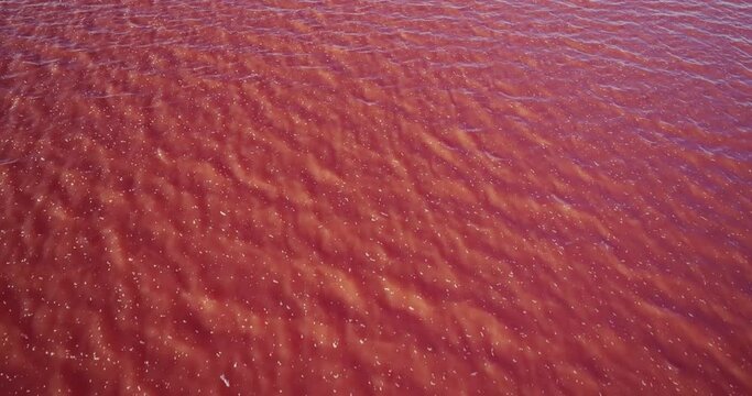 Pink saline sea with small wave / salt lake water evaporation ponds with pink plankton colour. Aerial top down wide shot at summer sunny day
