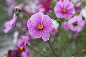 Obraz premium 한국의공원에핀코스모스입니다,