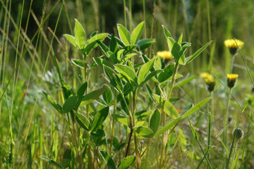 A close up bright green leaves of zigzag clover (Trifolium medium) in the field on a sunny morning. Beauty background with fresh young clover leaves backlit by sunlight. Green nature background