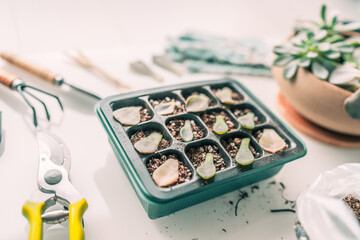 Plant propagation DIY gardening. Succulent leaf growing at home planting succulents leaves in...