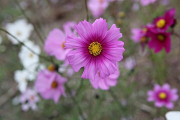 Obraz premium 한국의공원에핀코스모스입니다,