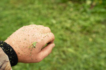 lawnmower's hand covered with finely cut grass