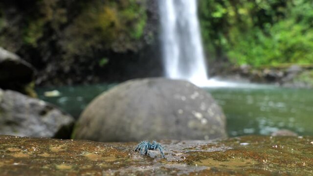 tarantula blue juvenile caribena versicolor on a rock endemic species in Martinique waterfall didier in background