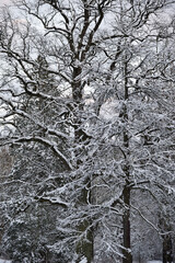 Tree in the snow